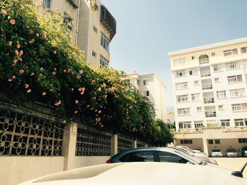 等待花开的阳光